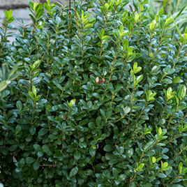 Box-leaved Holly 'Jenny'